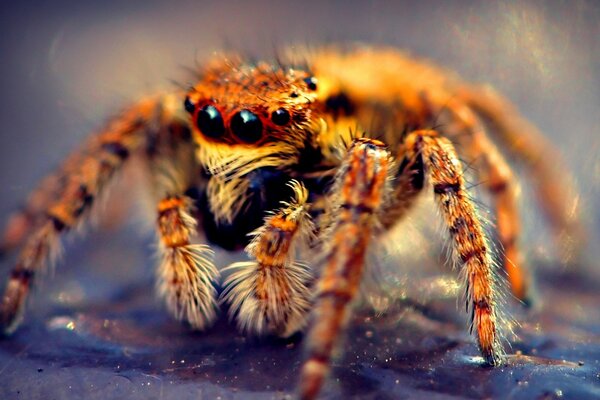 Araña de vida silvestre naranja