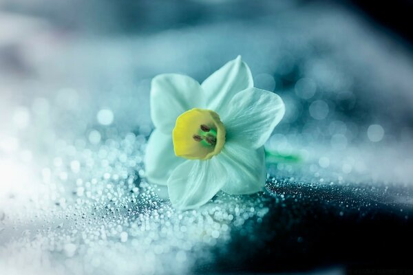 Schneeweiße Blume, die auf dem Frost liegt