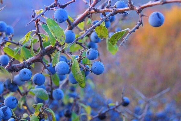 Reife und helle Beeren an den Büschen