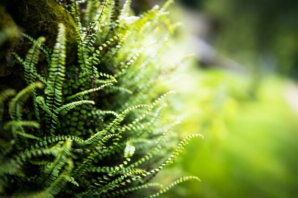 Feuilles de Fern imprimées sur macro