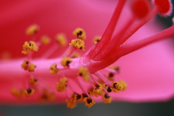 Blütenblätter, Staubblätter und Stößel sind die Organe der Blume