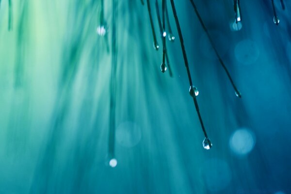 Gotas de lluvia que gotean de la planta sobre un fondo azul de cerca