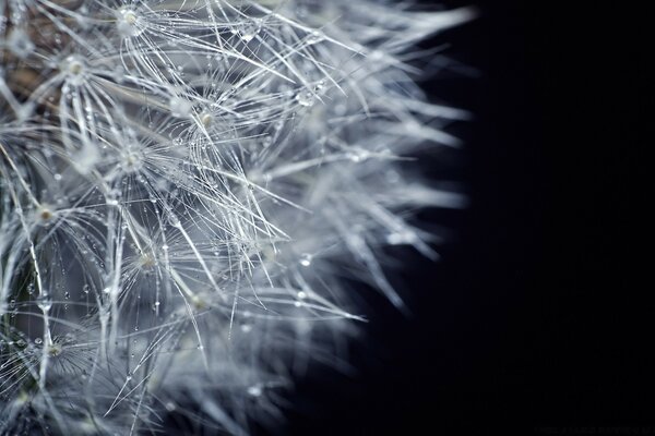 Dew drops on a dandelion. Dark background