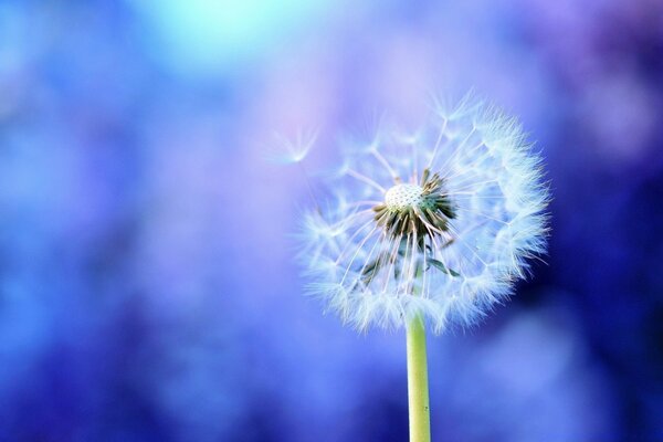 White dandelion on a blue background