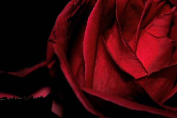 Red rose petals on black