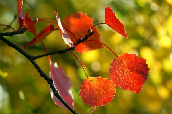 Der Herbst malte das Laub an den Bäumen in hellen Farben