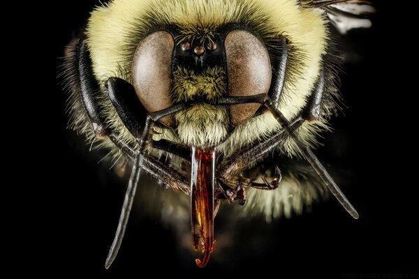 Macro photography of an invertebrate bee with a sharp nose