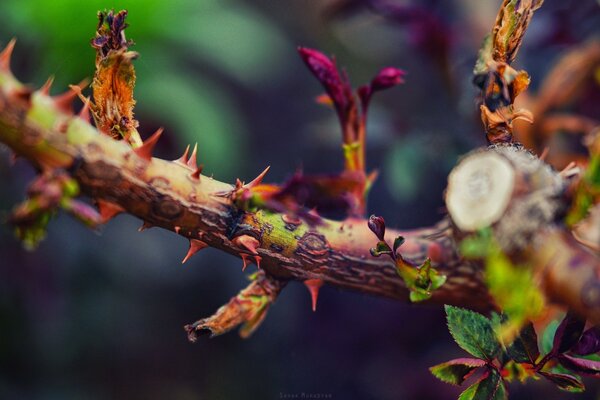 Branch with thorns close-up