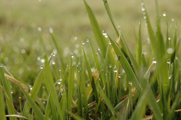 Dew on the tips of plants