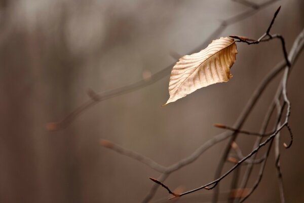 A lonely autumn leaf on a branch
