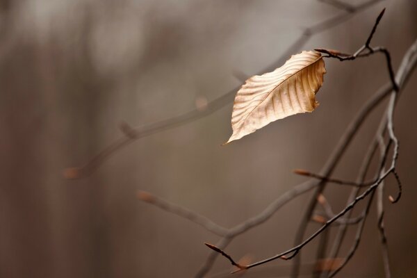 Feuille d automne solitaire sur une branche