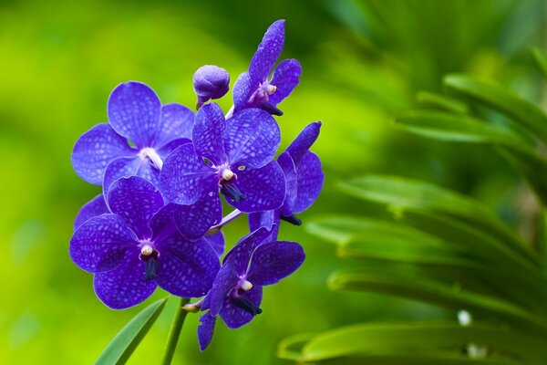 Flores de orquídea tropical