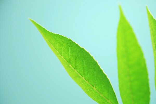 Green leaves on white