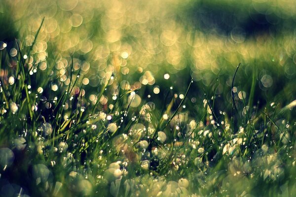 Rosée du matin après la pluie de nuit