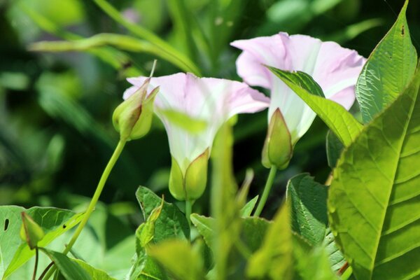 Blumen in ihrer natürlichen Umgebung