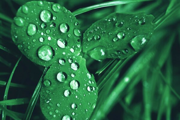 Macro photography of dew after rain falls