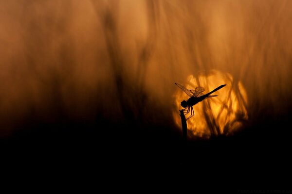 Libellula nella luce notturna della Luna