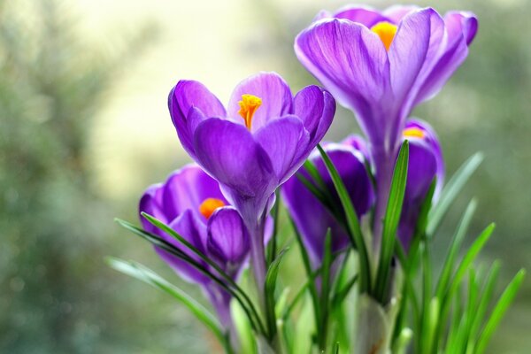 Las flores se extienden hacia el sol en el bosque