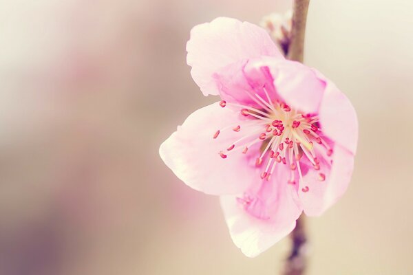 Kirschblüte mit Blättern auf einem Zweig