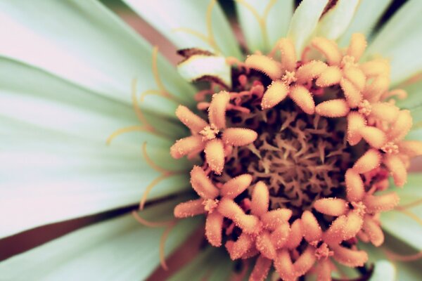 Macro shooting. Flower. White petals