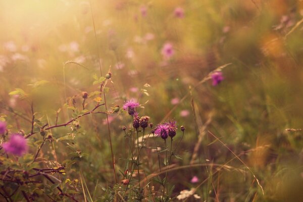 Autumn flowers in nature