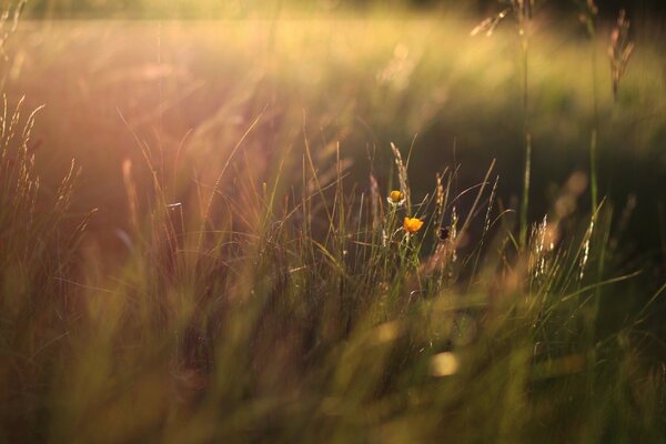 Grass and flowers on a green pasture