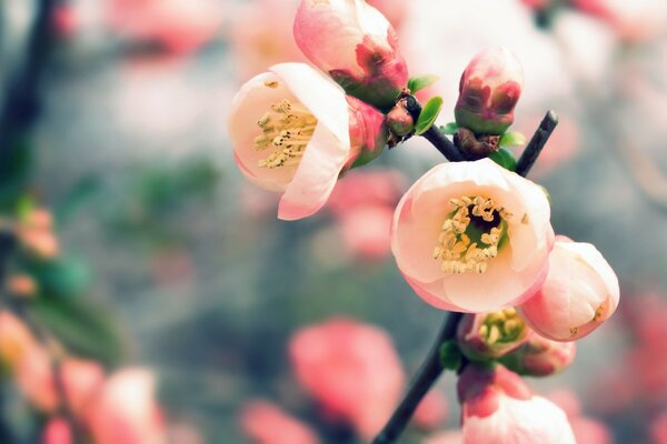Macro photography. Blur. Pink flowers