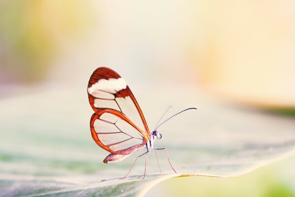 A graceful butterfly froze against the background of the beginning of a summer day