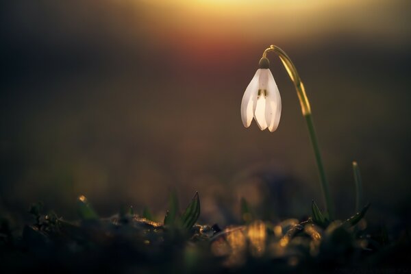 Fleur délicate se réveille sur un fond flou de l aube