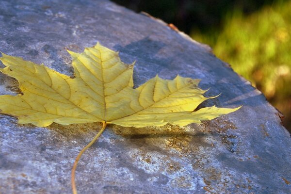 Yellow maple leaf on a gray stone