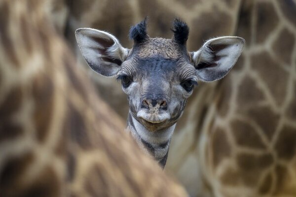 Eine kleine Giraffe in der Natur mit Hörnern