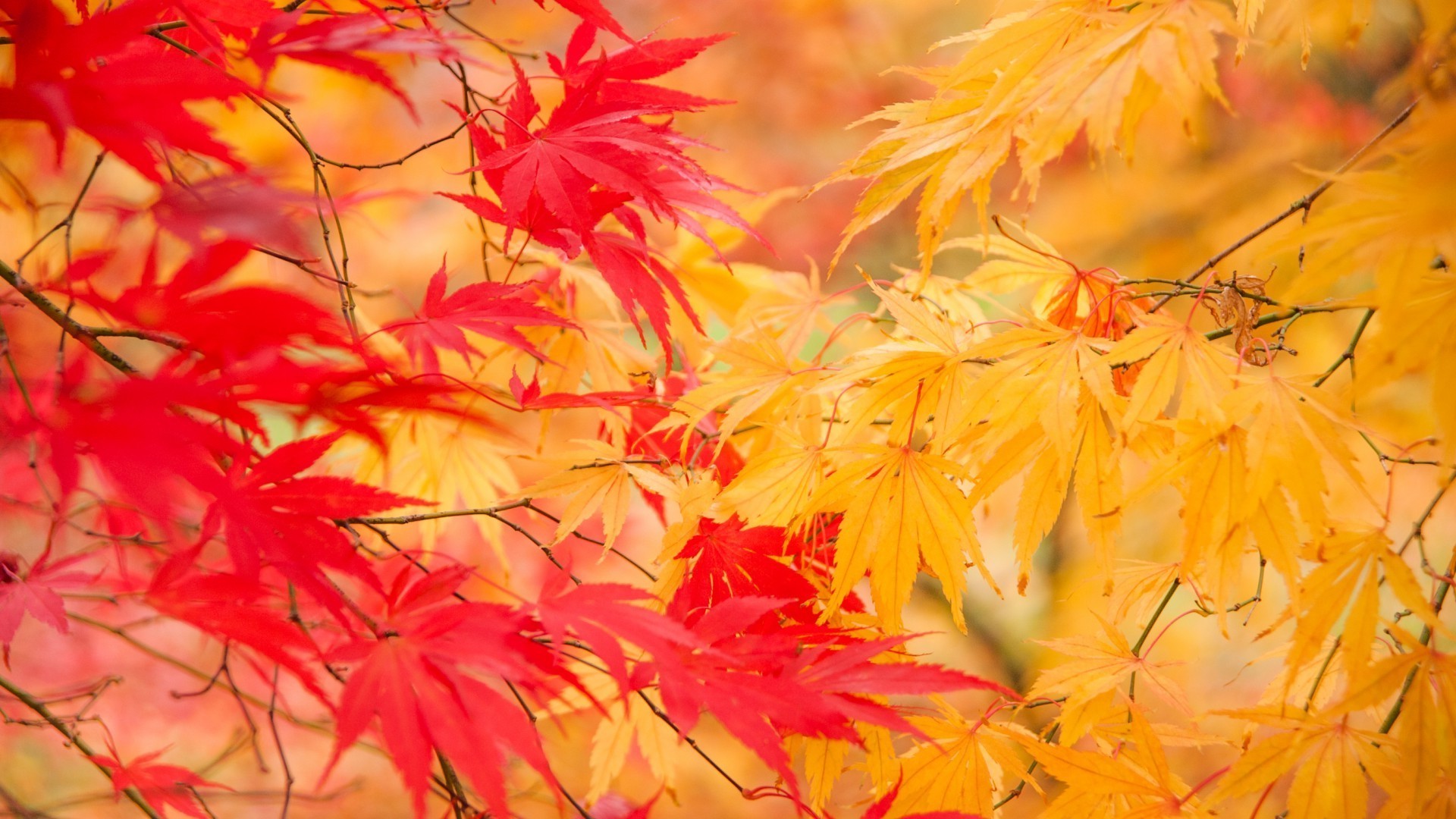 blätter blatt herbst natur ahorn flora saison hell farbe desktop sommer schön garten blume blumen