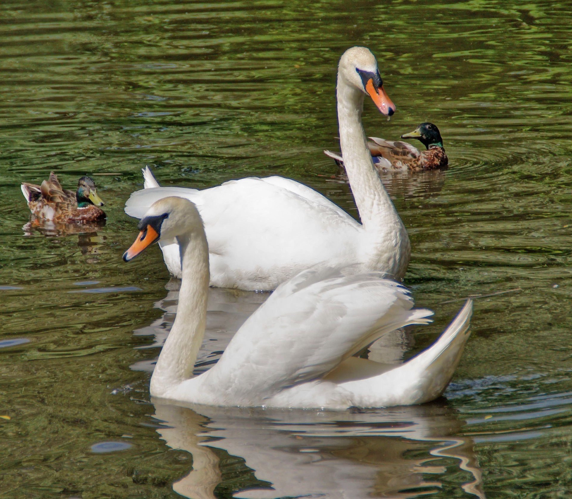 animals swan bird pool mute lake waterfowl duck neck goose water swimming nature feather poultry wildlife beak animal reflection two