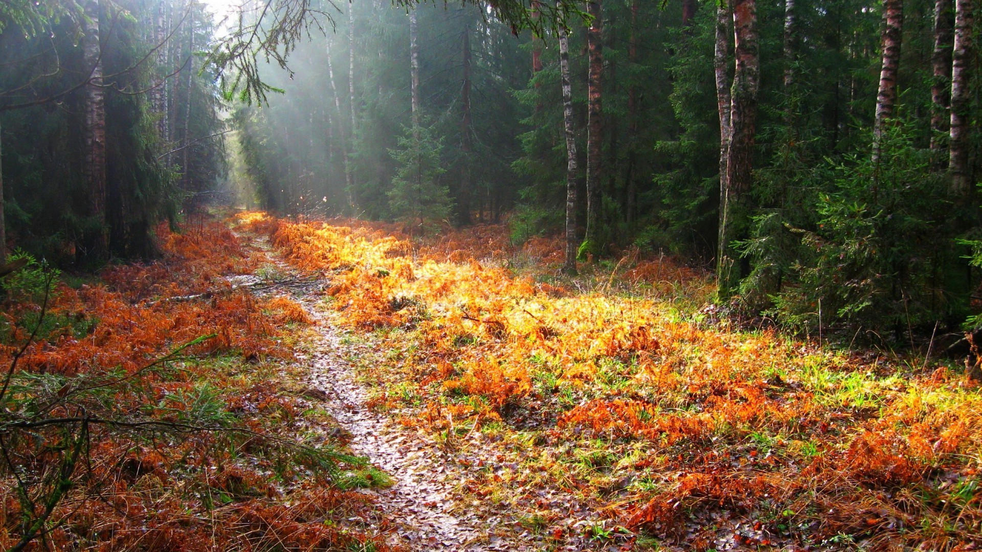 forest fall wood leaf tree nature landscape park outdoors scenic environment season lush wild fair weather daylight scenery dawn flora maple