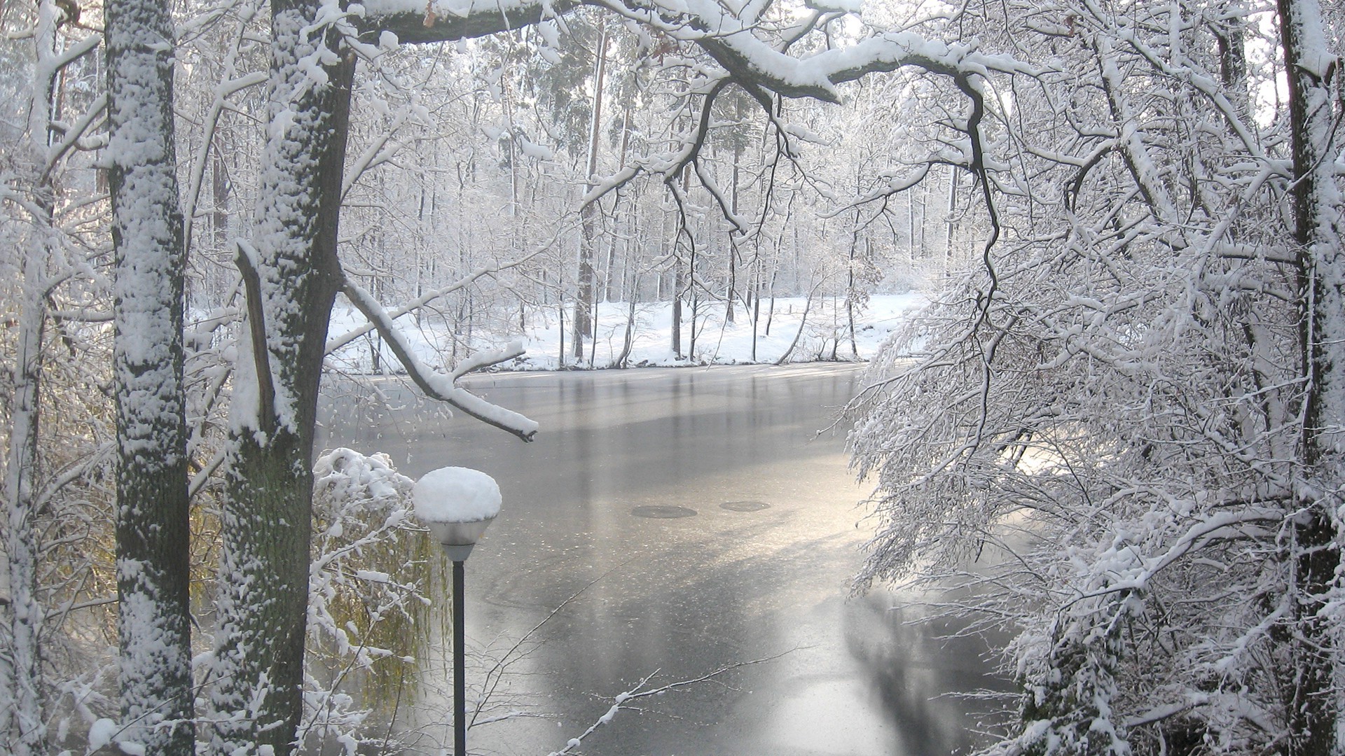 hiver neige froid gel glace bois congelé bois météo nature saison paysage brouillard branche aube parc givré glacial