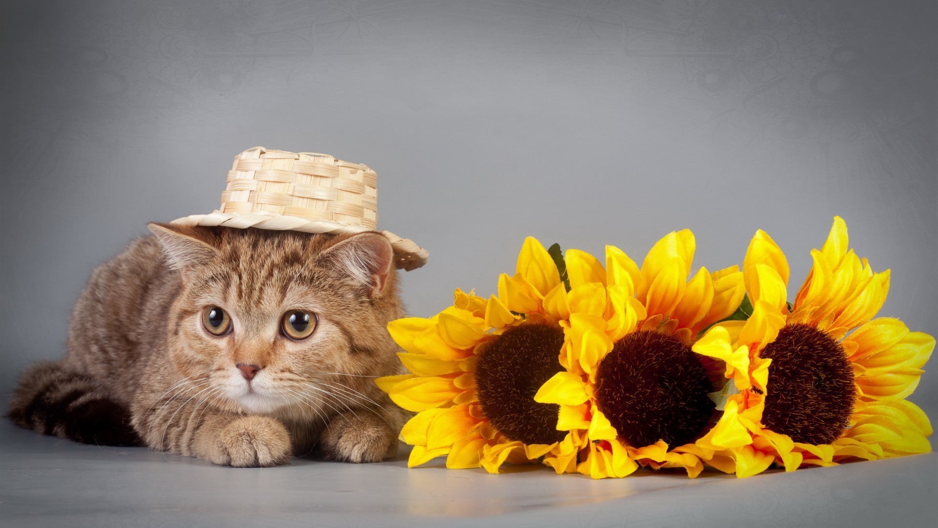 chats nature belle fleur chat mignon portrait