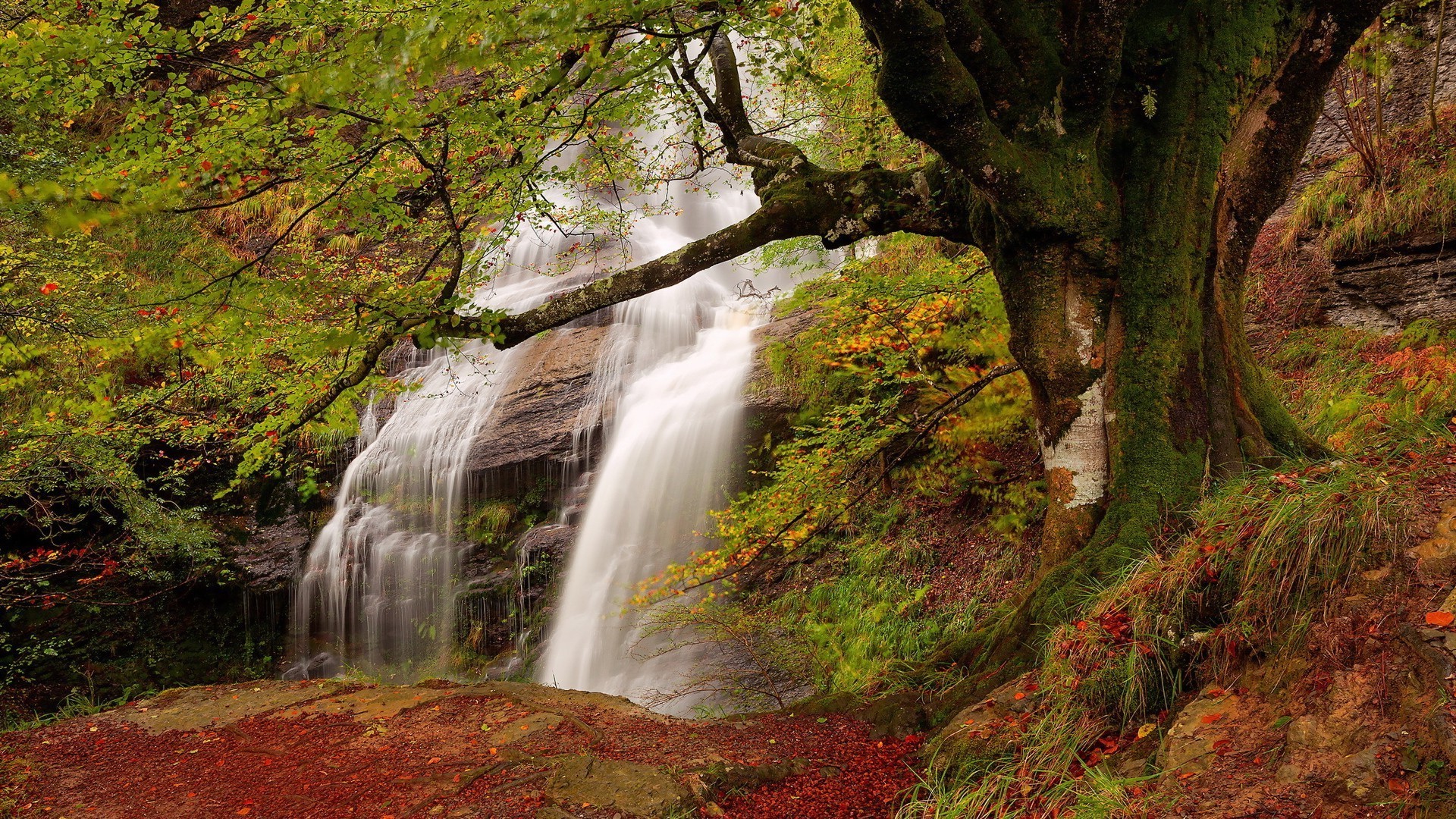 cascadas otoño madera hoja paisaje naturaleza cascada árbol agua corriente río parque al aire libre escénico musgo paisaje grito exuberante cascada medio ambiente