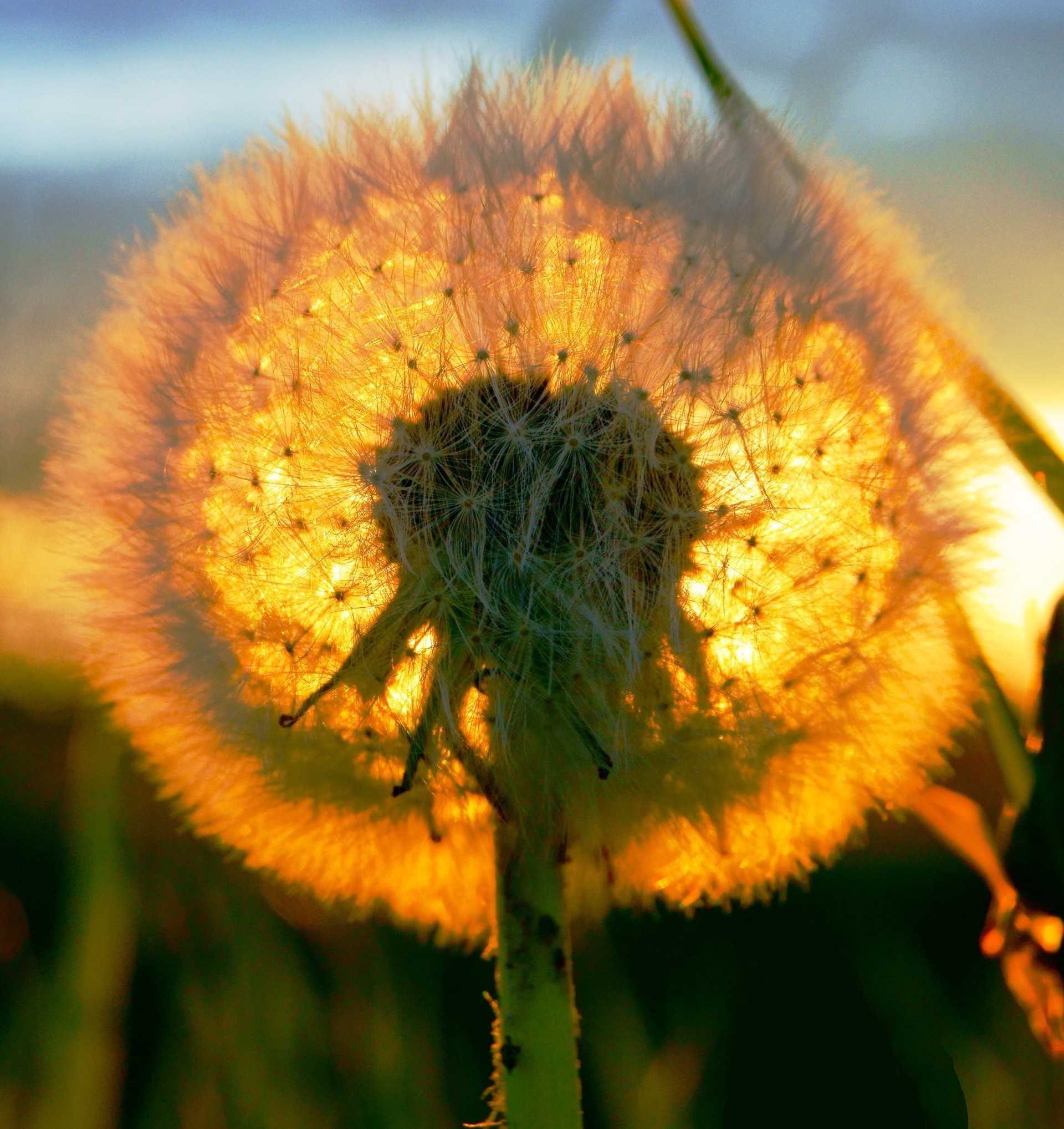 blumen natur blume flora sommer im freien garten farbe wild wachstum insekt schließen schön gras blühen hell sonnenblume blatt