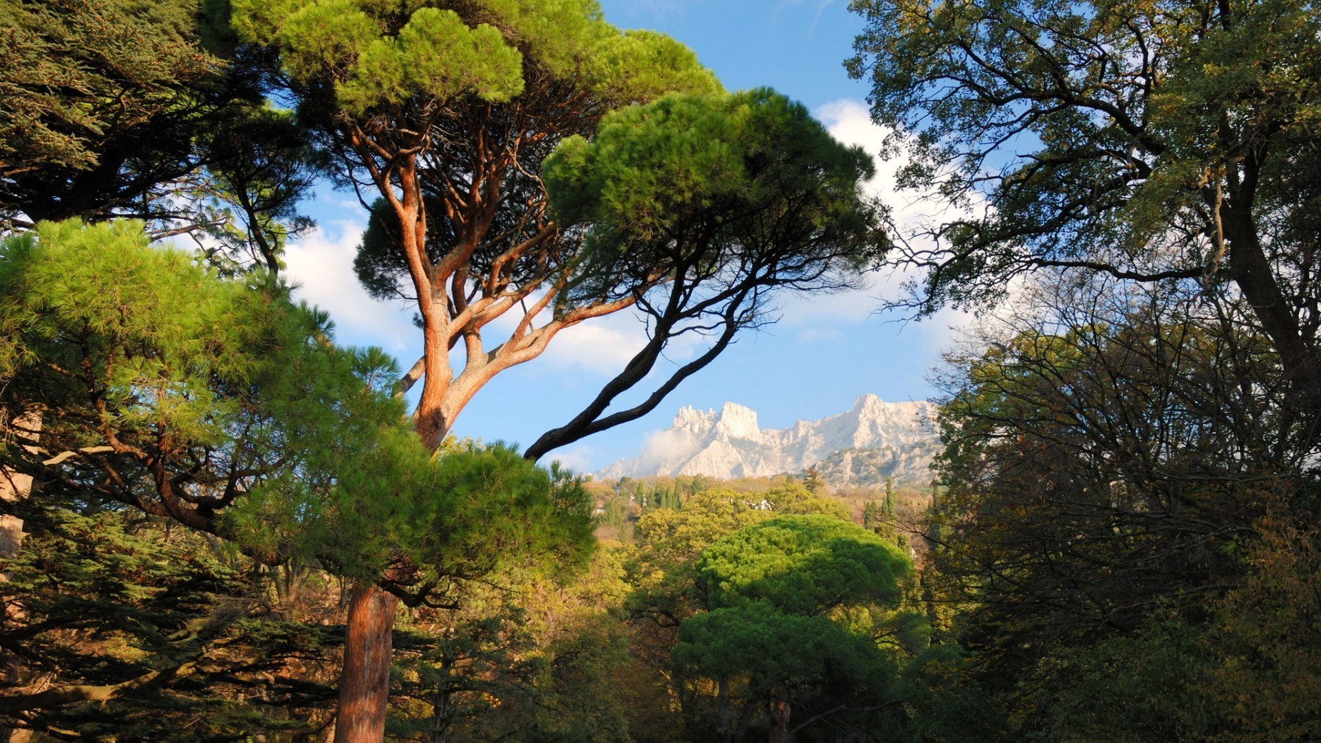 montagna albero legno natura paesaggio all aperto foglia parco viaggi cielo scenico autunno montagna ambiente alba luce del giorno evergreen conifere bel tempo flora