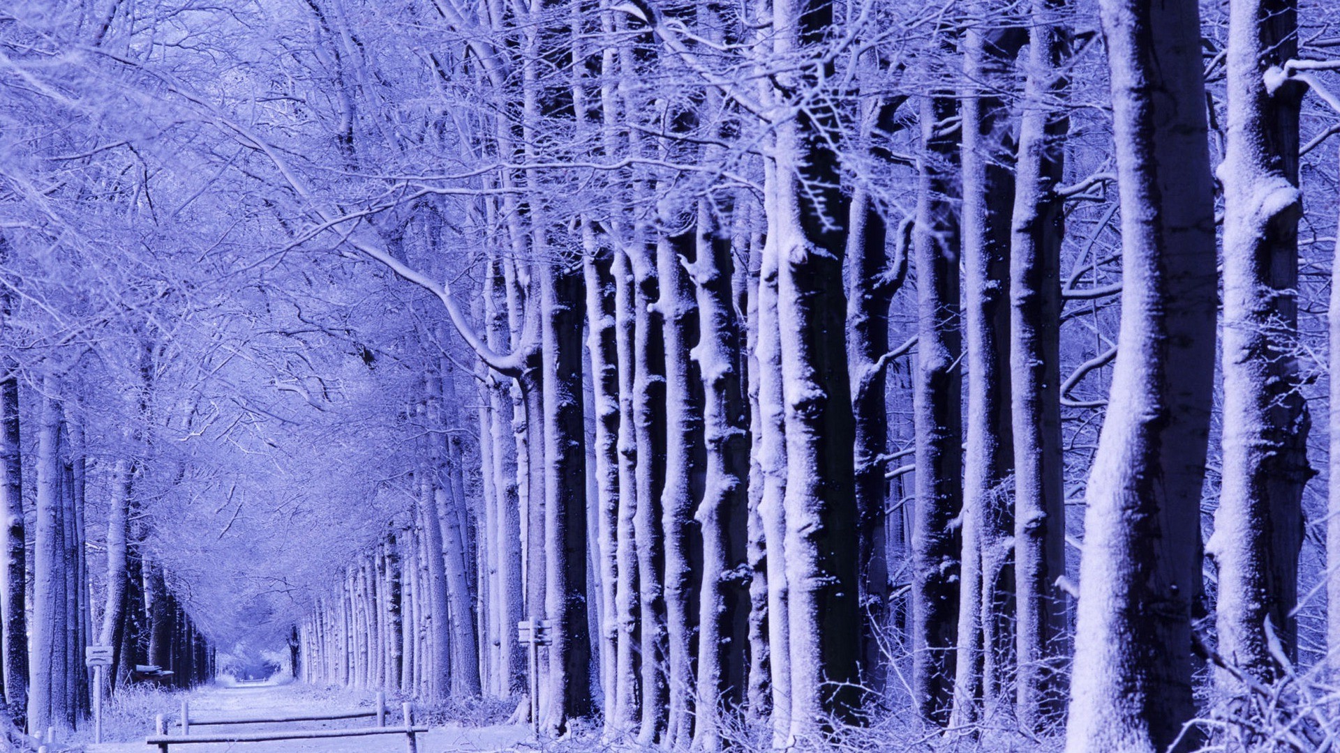 invierno nieve escarcha frío hielo congelado madera hielo temporada naturaleza escarcha árbol paisaje carámbano blanco como la nieve escritorio al aire libre