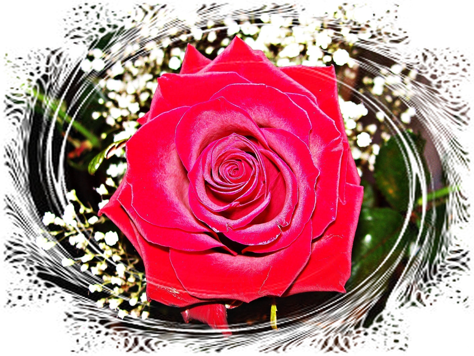 rose flower gift decoration romance floral petal love romantic desktop nature