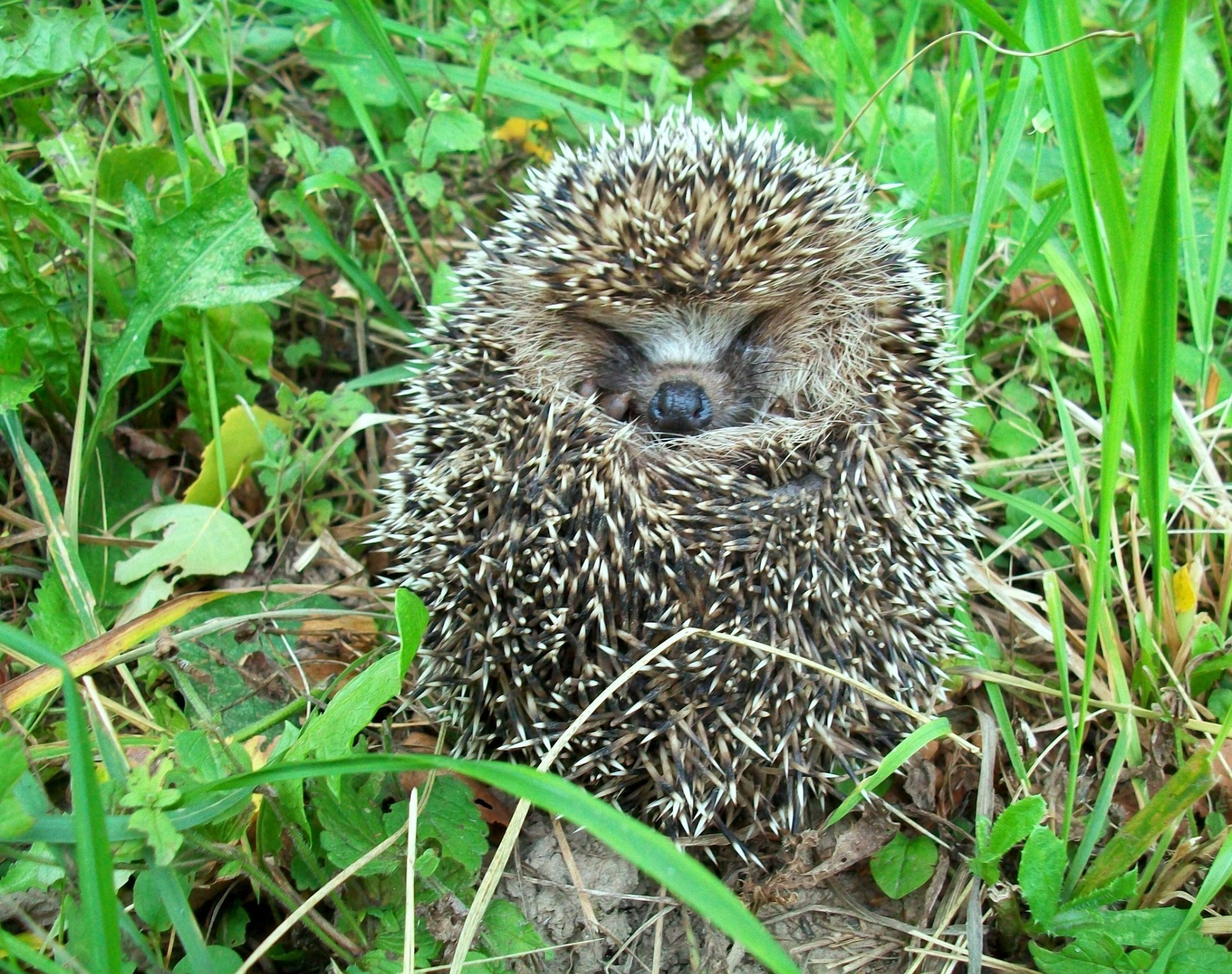 animals nature wildlife mammal animal grass sharp wild little outdoors prickly hedge bristle ecology cute conservation environment