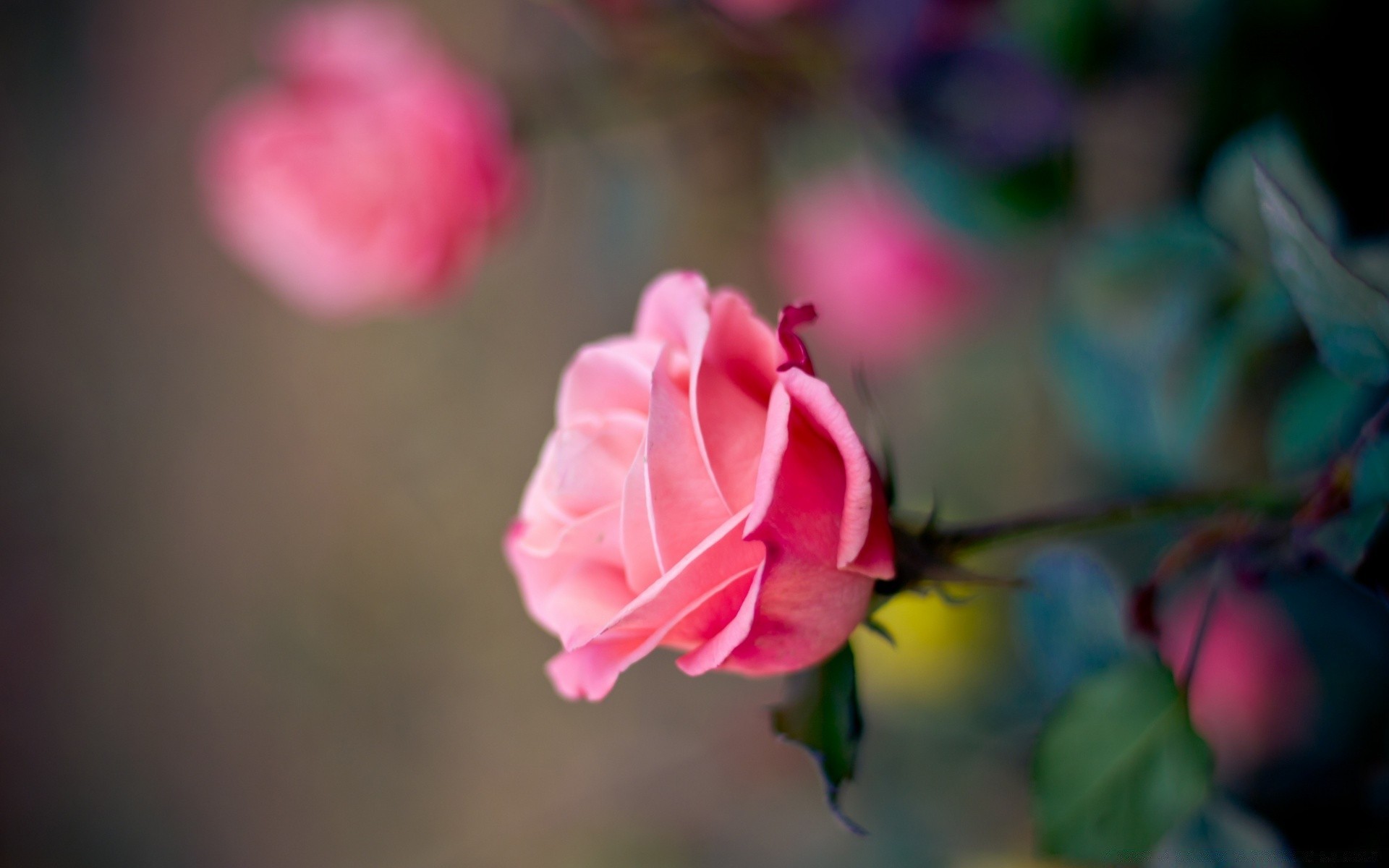 macro fleur nature rose feuille flore jardin été pétale couleur à l extérieur lumineux bluming belle