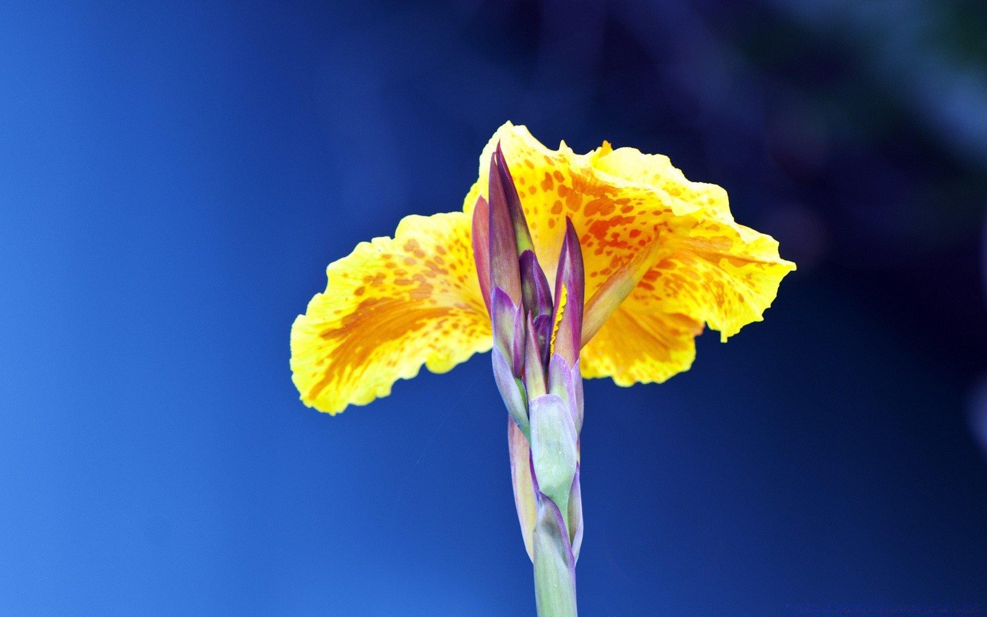 macro nature bright summer flora flower leaf color