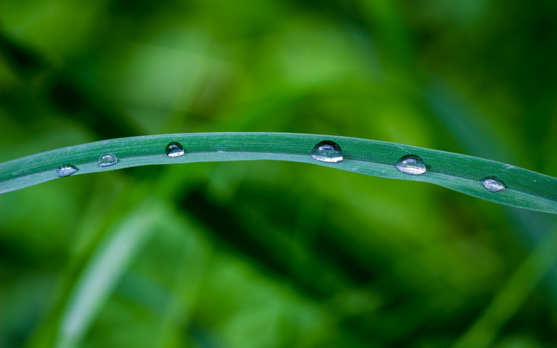 macro orvalho chuva queda flora folha gotas crescimento limpeza jardim gotas natureza molhado frescor grama lâmina ambiente limpo cor close-up