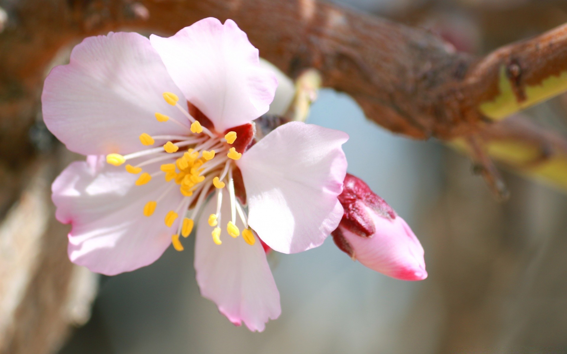 微距摄影 花 自然 户外 叶 模糊 苹果 树