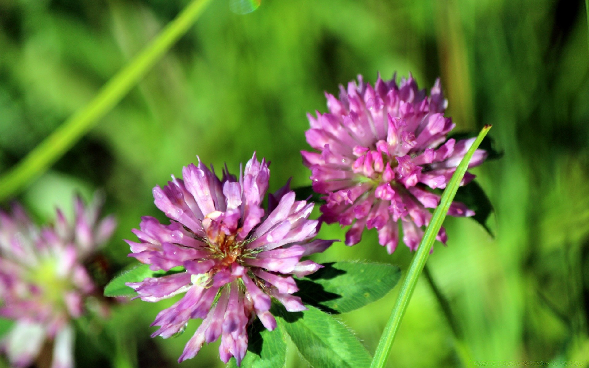 makro fotoğrafçılığı doğa çiçek flora yaz bahçe çimen yaprak çiçek açan saman taçyaprağı alan yakın çekim çiçek açık havada sezon parlak vahşi park renk