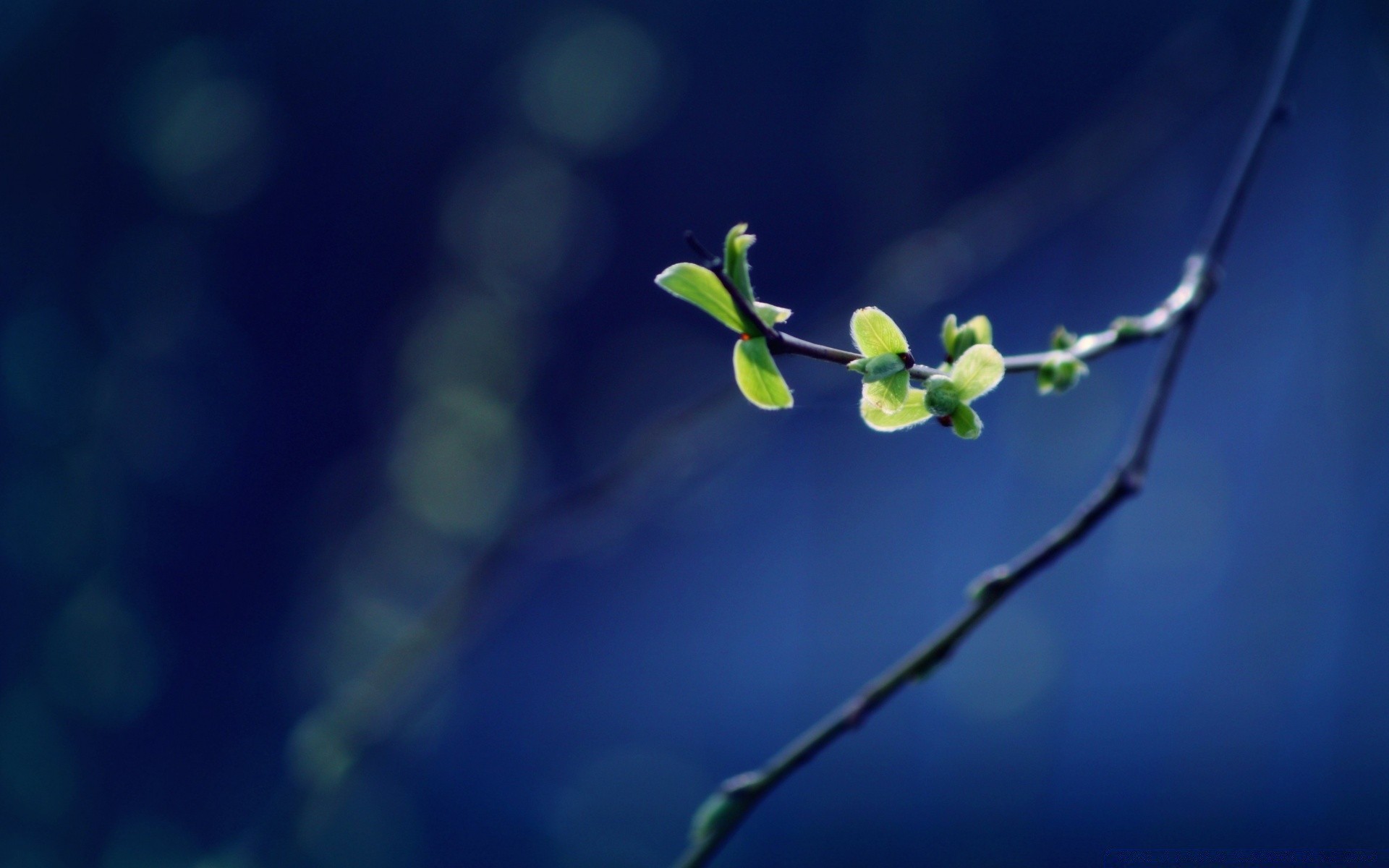 macro leaf blur flora nature garden flower growth tree branch rain outdoors light dof bud environment