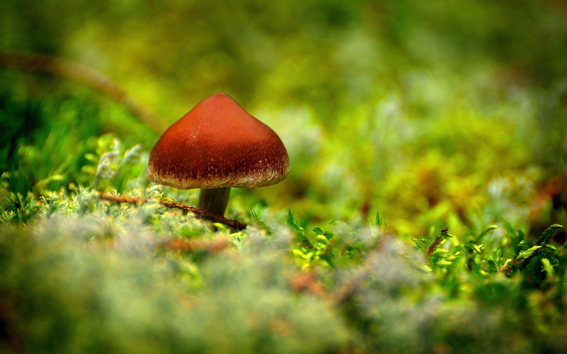 macro hongo naturaleza hongo otoño hoja al aire libre hierba madera crecimiento verano comida flora temporada árbol