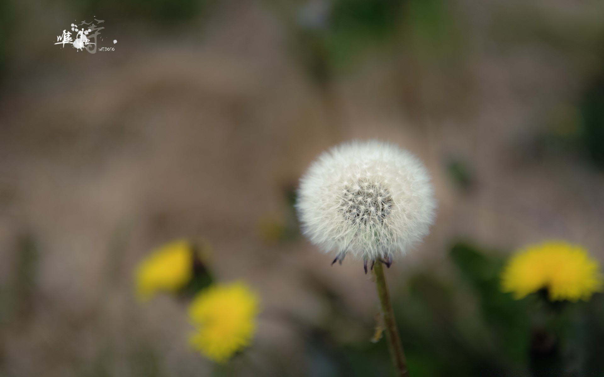 macro nature flower flora dandelion summer outdoors growth grass delicate leaf garden close-up seed season hayfield blooming wild